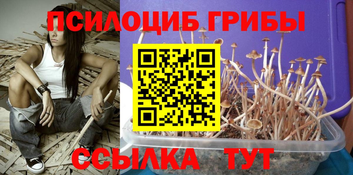 Владивосток  Псилоцибиновые грибы мухоморы  где купить наркотик  Вход с VPN 